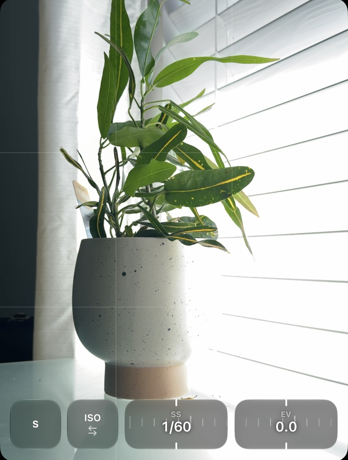 Remjet’s camera framing a sunlit plant, with intact shutter-priority controls showing automatic ISO, shutter speed 1/60, and exposure compensation 0.0